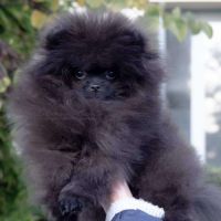 Magnifique poméranien noire type ourson #1