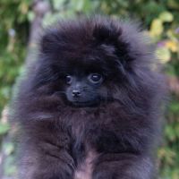 Magnifique poméranien noire type ourson #2