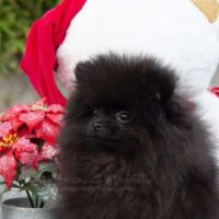 Magnifique poméranien noire type ourson #3