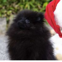 Magnifique poméranien noire type ourson #4