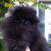 Magnifique poméranien noire type ourson