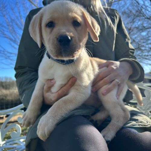 Chiots labrador lof #1