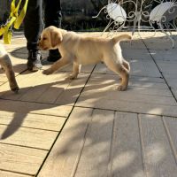 Chiots labrador lof #2