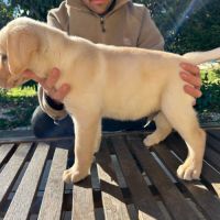 Chiots labrador lof #3