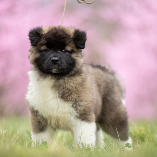 Chiots akita américain lof à vendre #4