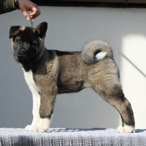 Chiots akita américain lof à vendre #8