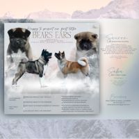 Chiots akita américain lof à vendre #1