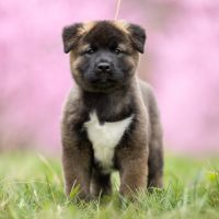 Chiots akita américain lof à vendre