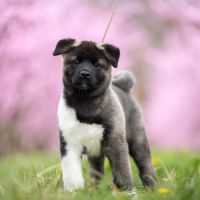 Chiots akita américain lof à vendre #6