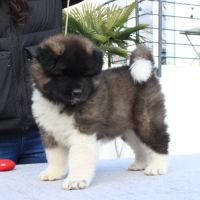 Chiots akita américain lof à vendre #7