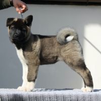 Chiots akita américain lof à vendre #8
