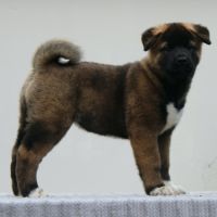 Chiots akita américain lof à vendre #9