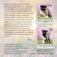 Chiots akita américain lof à vendre #10