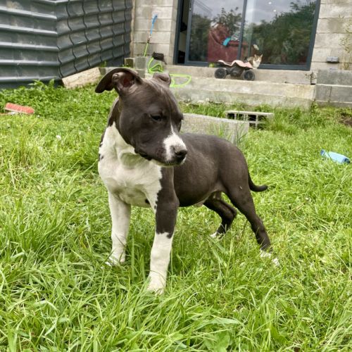 Chiots american staff #2