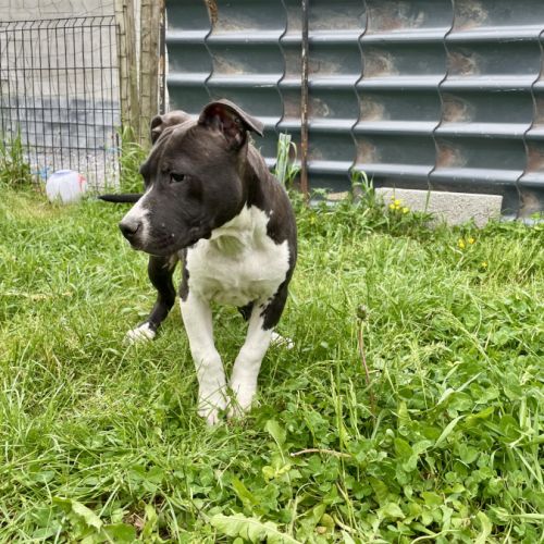 Chiots american staff #4