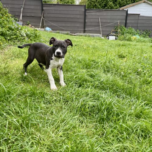 Chiots american staff #5