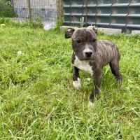 Chiots american staff #1