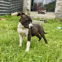 Chiots american staff #2