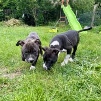 Chiots american staff #3