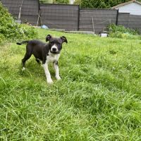 Chiots american staff #5