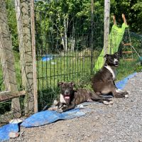 Chiots american staff