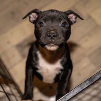 Chiot staffie #1