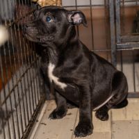 Chiot staffie