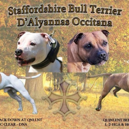 Chiots staffordshire bull terrier #2