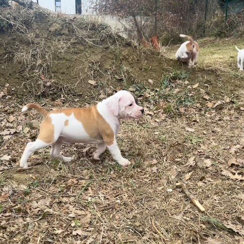 Chiots staffordshire bull terrier #3