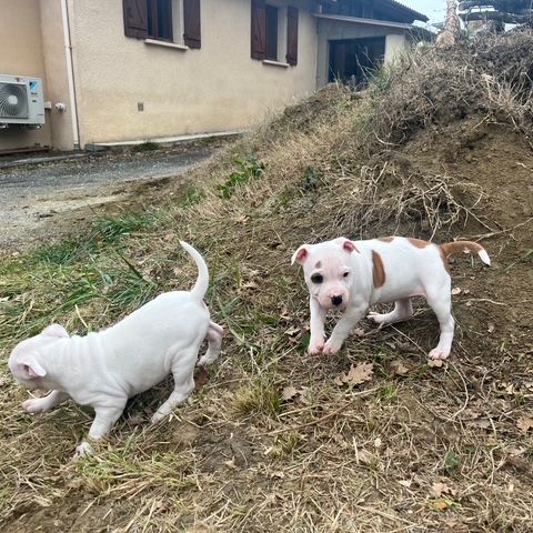 Chiots staffordshire bull terrier #4
