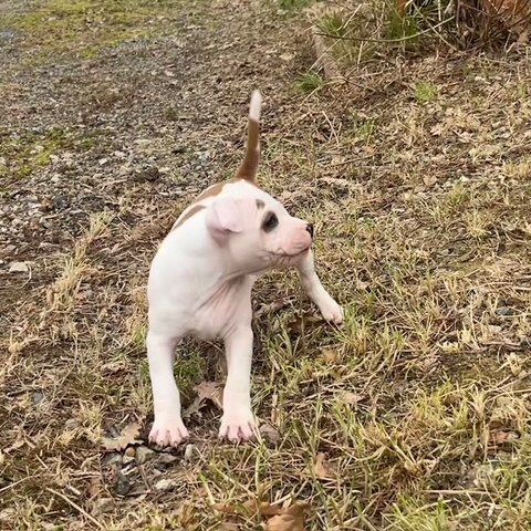 Chiots staffordshire bull terrier #5