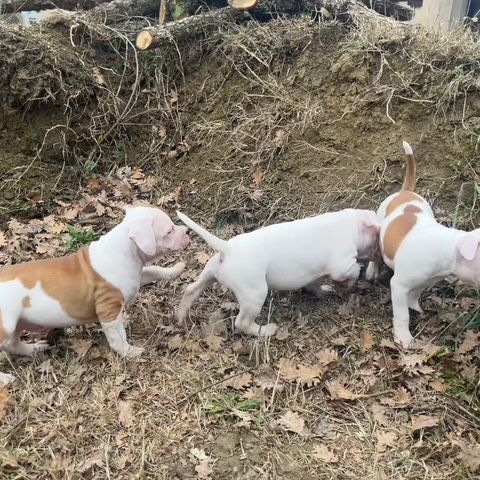 Chiots staffordshire bull terrier #6