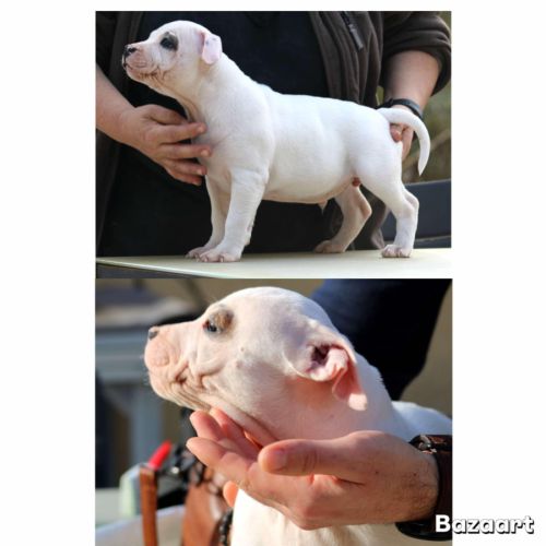 Chiots staffordshire bull terrier #7