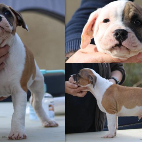 Chiots staffordshire bull terrier #8