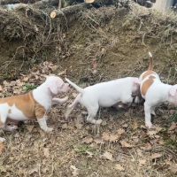 Chiots staffordshire bull terrier #6