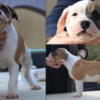 Chiots staffordshire bull terrier #8