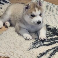 Chiots husky lof #0