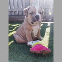 Chiots bulldog continental lof #0