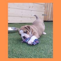 Chiots bulldog continental lof #2