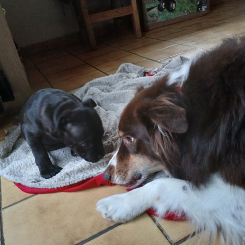 Chiot staffie femelle #1