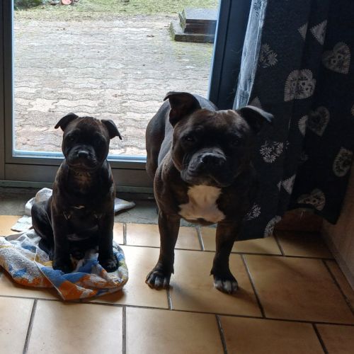Chiot staffie femelle #4
