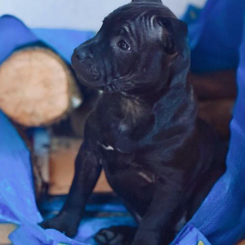 Chiot staffie femelle #5