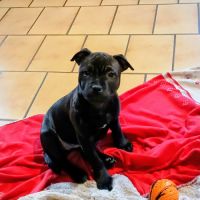 Chiot staffie femelle #2