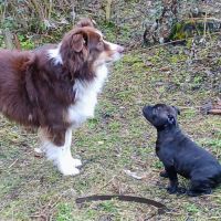 Chiot staffie femelle #3