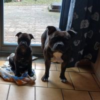Chiot staffie femelle #4