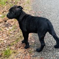 Chiot staffie femelle #7