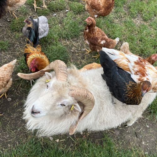 Bélier d’ouessant à donner #2