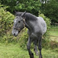 Poulain à vendre #2