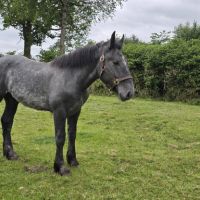 Poulain à vendre #3