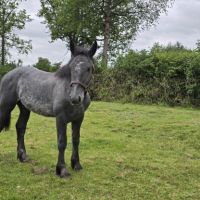 Poulain à vendre #4